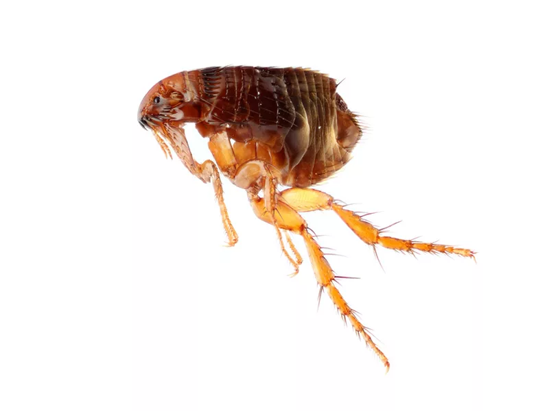 Bolha – profi bolhairtás